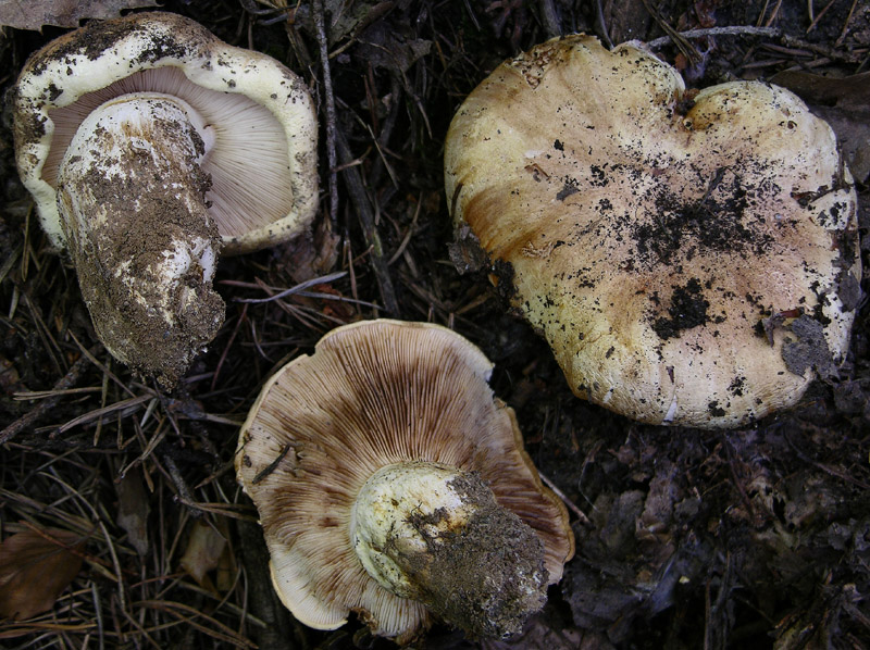 Prima volta per....Tricholoma acerbum?